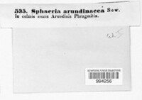 Setoseptoria arundinacea image